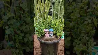 Jade Plant Topiary 😍 #jade #jadeplant #topiary #garden #jadetopiary #plants #succulents #jade