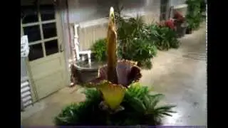 Titanum Arum by the hour