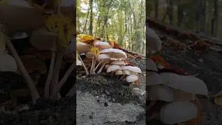 Plants & Mushrooms #8 &ndash; The Magic of Forest Mushrooms 🍄✨ #ForestMagic #Mushrooms #NatureShorts