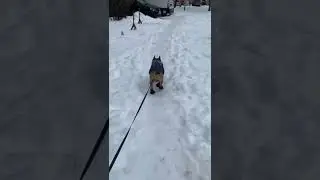 Frenchie wearing boots hilariously slips in the snow