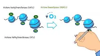 Epigenetics & Hypoxia