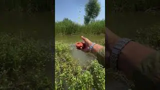 Girl Lucy Baby Cute Catching Fish #beautiful #girl #fishing #trending #shorts