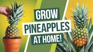 How to Grow Pineapples at Home:Step-by-Step Guide#Growing Pineapples#harvesting#agriculture #farming