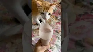 Smoothie that your cat will absolutely hate&hellip;&hellip;.but not you 😜