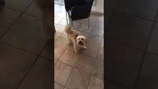 Just Dance#sweet#tricks#puppy#l&ouml;wchen#dogs#cute#dog #funny#power#dogdancing #lady #gaga #instagram