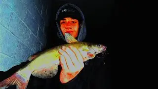 Catch and Release: Late Night Catfishing 🌙