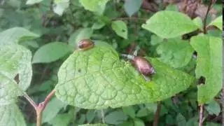 Leucochloridium paradoxum