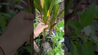 satu tunas dua tangkal (pohon)