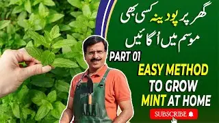 Easy Method To Grow Mint  At Home In Any Season | Part 1 | Gardening With Javed Iqbal
