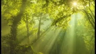 Itching / Eczema / Dermatitis / Rash / Skin Rejuvenation - Rife Binaural Beats Scalar Isochronic