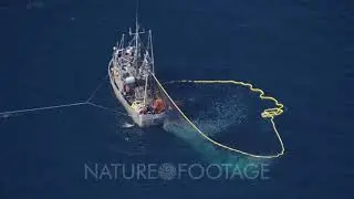 Aerial Coastal Alaska,fishing boat (purse seine?) with net full of fish