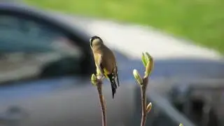 05.04.2017 Stieglitz Gesang - Goldfinch Singing