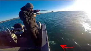 Shallow Water Snapper on Soft Plastics