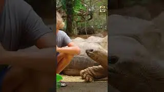 Discover the Fascinating Turtles (3-4) Amazing Fact: NE #shorts  #amazingfacts #turtlefacts #