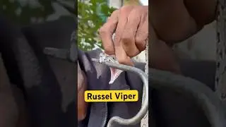 Russel Viper || Most Dangerous Snake || indian Snake || Fact,Behaviour and History.
