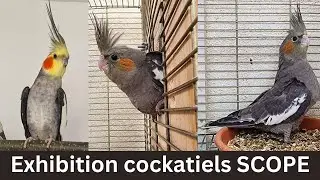 exhibition cockatiels SCOPE | December 17, 2024