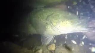 Trelly's Tackle World - Murray Cod 2016