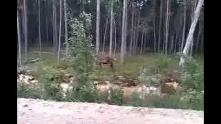 Северный олень .. он такой.. Северный :-)