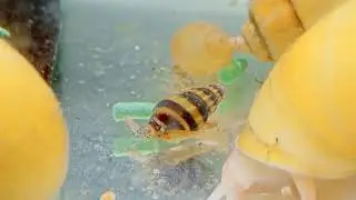 Assassin Snail 🐌... feeding on pellets