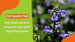 How Skullcap Herb Supports Pets With Hyperthyroidism