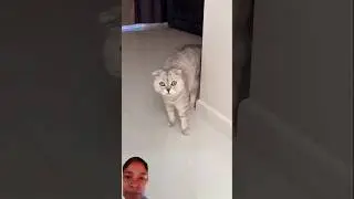 cat reaction and rat🐀 super #funny #pets #animals #memes #cats #entertaininganimals #animallife 😅😅😅😅