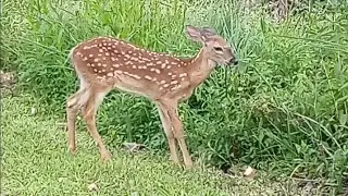 Wildlife Encounter With Whitetail Doe + Fawn Triplets. Happy Deer Family!  Unedited.  08-21-24.