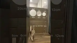 this cat is very clever #cat #shorts #cardboard #hole