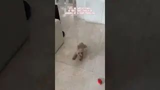 Happy Hops | Oliver Cendra #puppy#comedy#cute