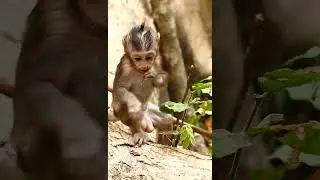Gorgeous and so much adorable baby monkey Britta