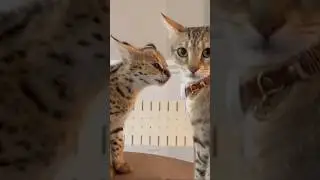 Serval talking to a Cat #cat #servals #kitten #shorts
