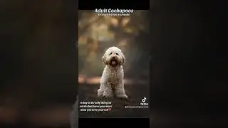 Adult cockapoos. Designerdogs de Warande. #puppy #cockapoo
