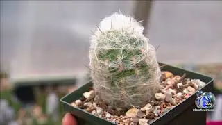 Flower Show: New trends in gardening