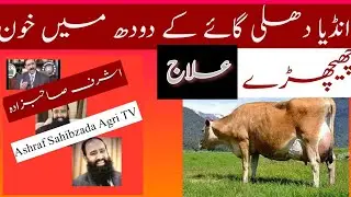 India Delhi Noida Gaai Mastitis Elaj Dr Ashraf Sahibzada