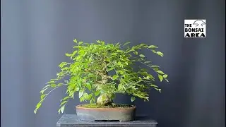 Maintenance pruning on deciduous trees. The Bonsai Area