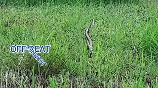 Did you see the mating of snakes? പാമ്പ് ഇണചേരുന്നത് കണ്ടിട്ടുണ്ടോ?