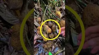 Mysterious Fruit Found in the Jungle! #shorts