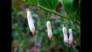 Купена лекарственная (Polygonatum odoratum)