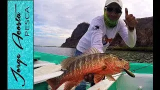 Pescando Pargos con popper en Topolobampo, Sinaloa.