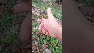 Yaradılanı Yaradandan Dolayı Sevmek...