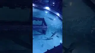 National Aquarium series 1#Abudhabi#Minha's world#Trending shorts
