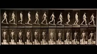 Animal Locomotion: Plates 
