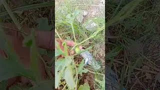 Best crops to grow in January and February |Profitable farming | Vegetable farming in Pakistan 2024
