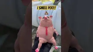Mr Pig Falls in Septic Tank! #squishy #squishytoy #mrpig #piggy #septictank #dirtypig