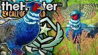 HUNTING MY DREAM GREAT ONE PHEASANT! THE BEYOND BEAUTIFUL FABLED SAPPHIRE! THE COLOURS ARE INSANE!