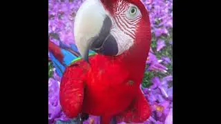 Parrot Edit 🫩