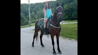 Kentucky Mountain Kid Friendly Horse For Sale