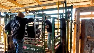 Breeding Day on the Farm - Artificially Inseminating Heifers!