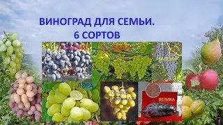@Виноград для семьи. 6 сортов. Ответ на вопрос