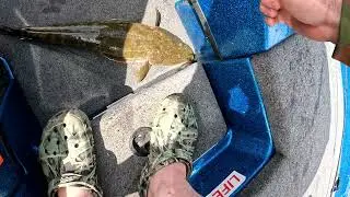 Pumicestone passage flathead