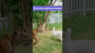 Rabbit want to Fight With Tiger | Nouman Hassan | #tiger #lion